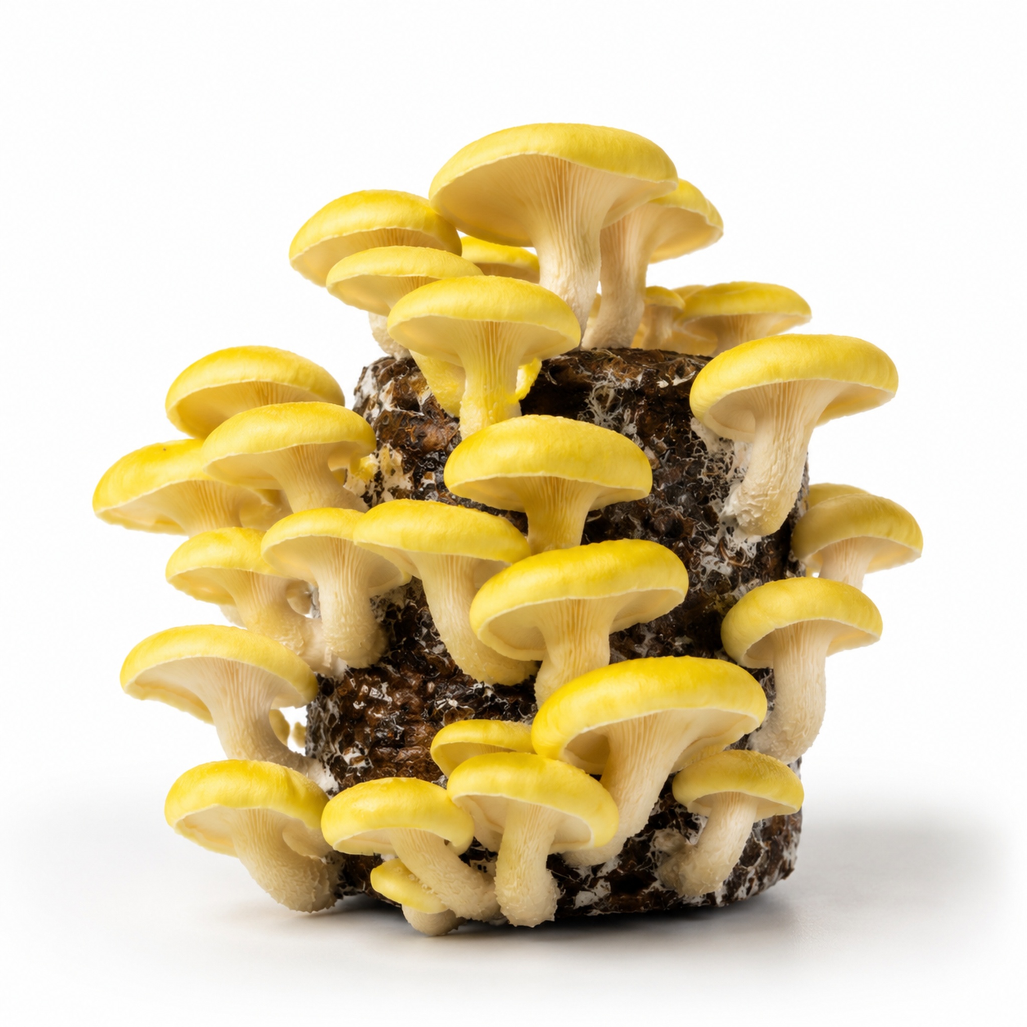 Golden Oyster mushroom