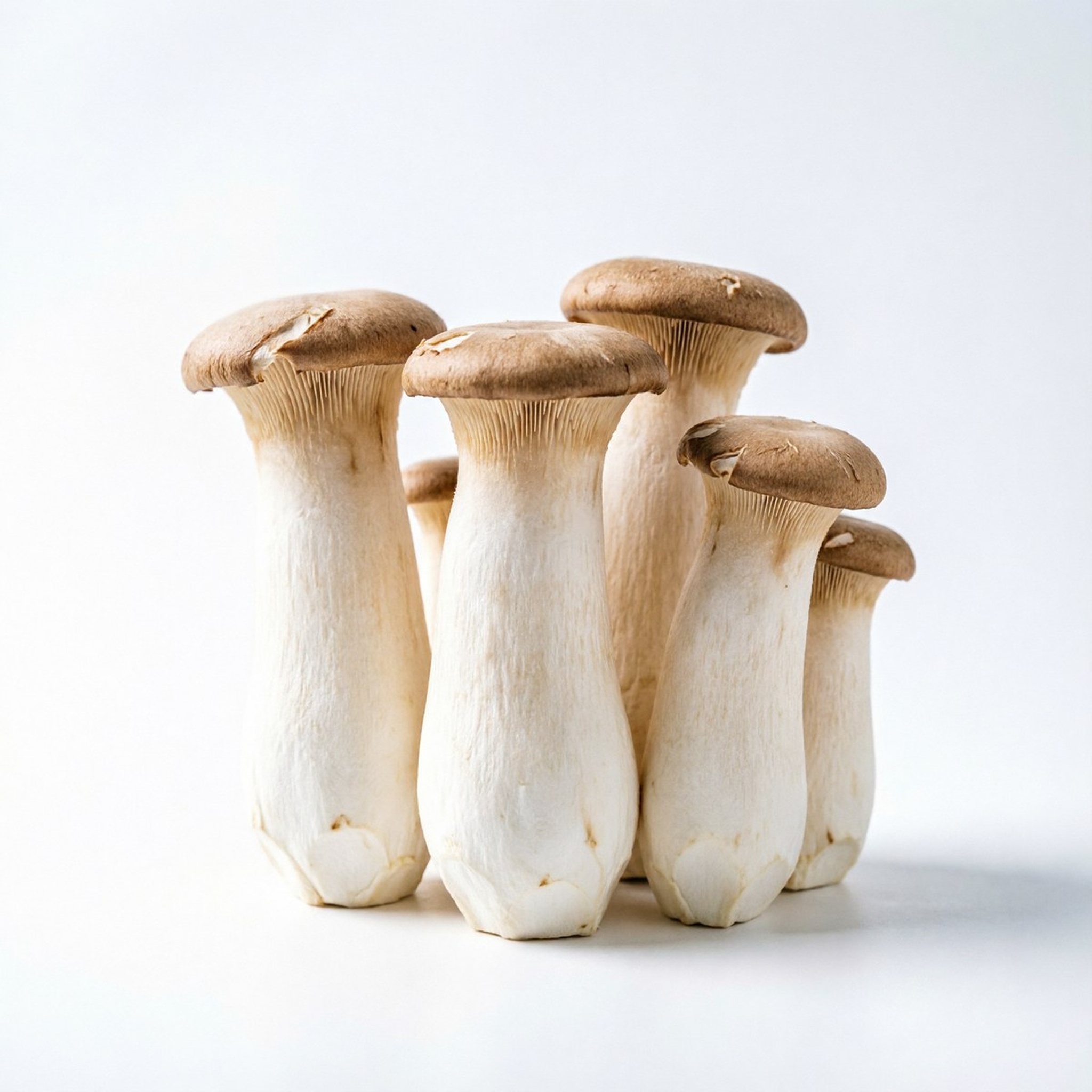 King Oyster mushroom