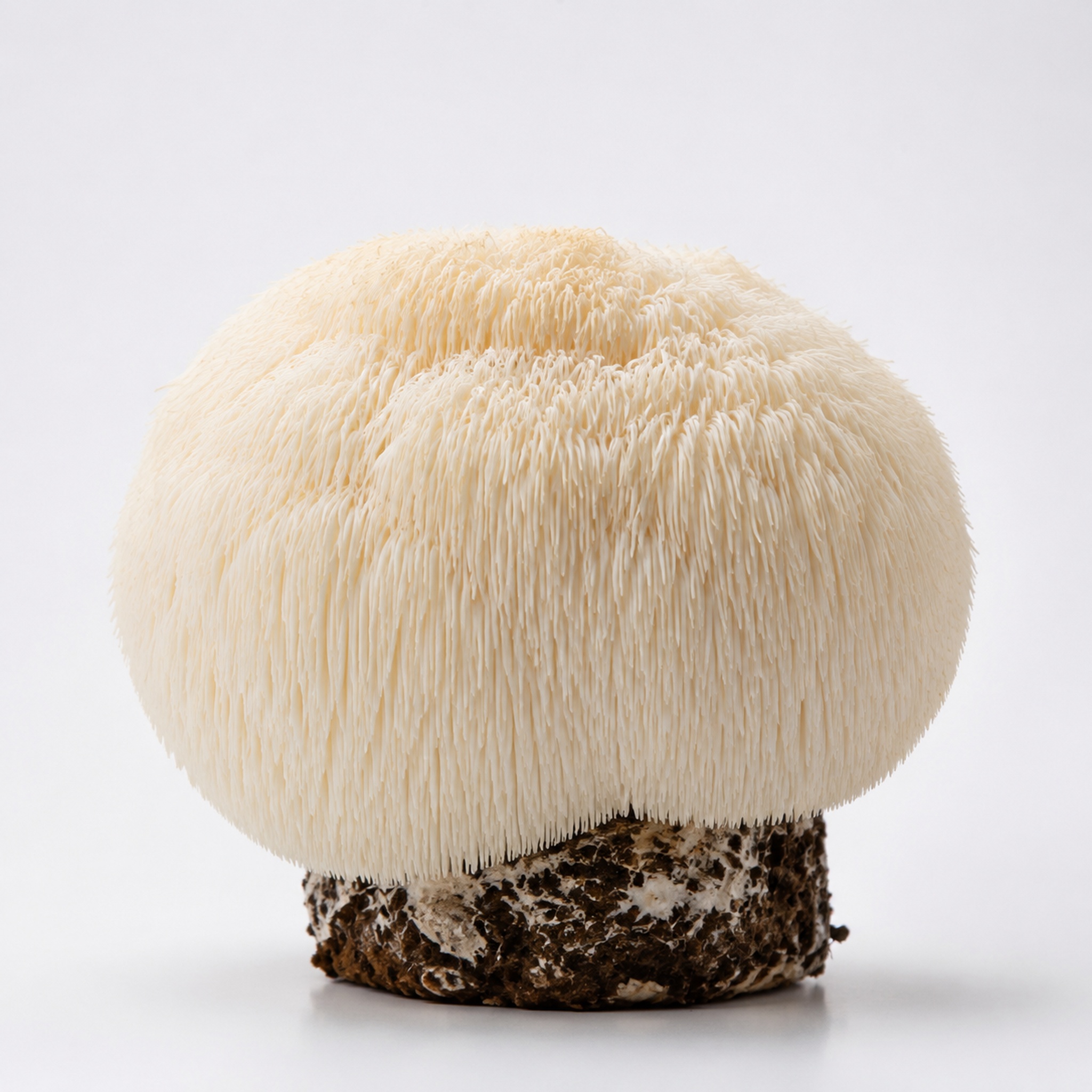Lion's Mane mushroom