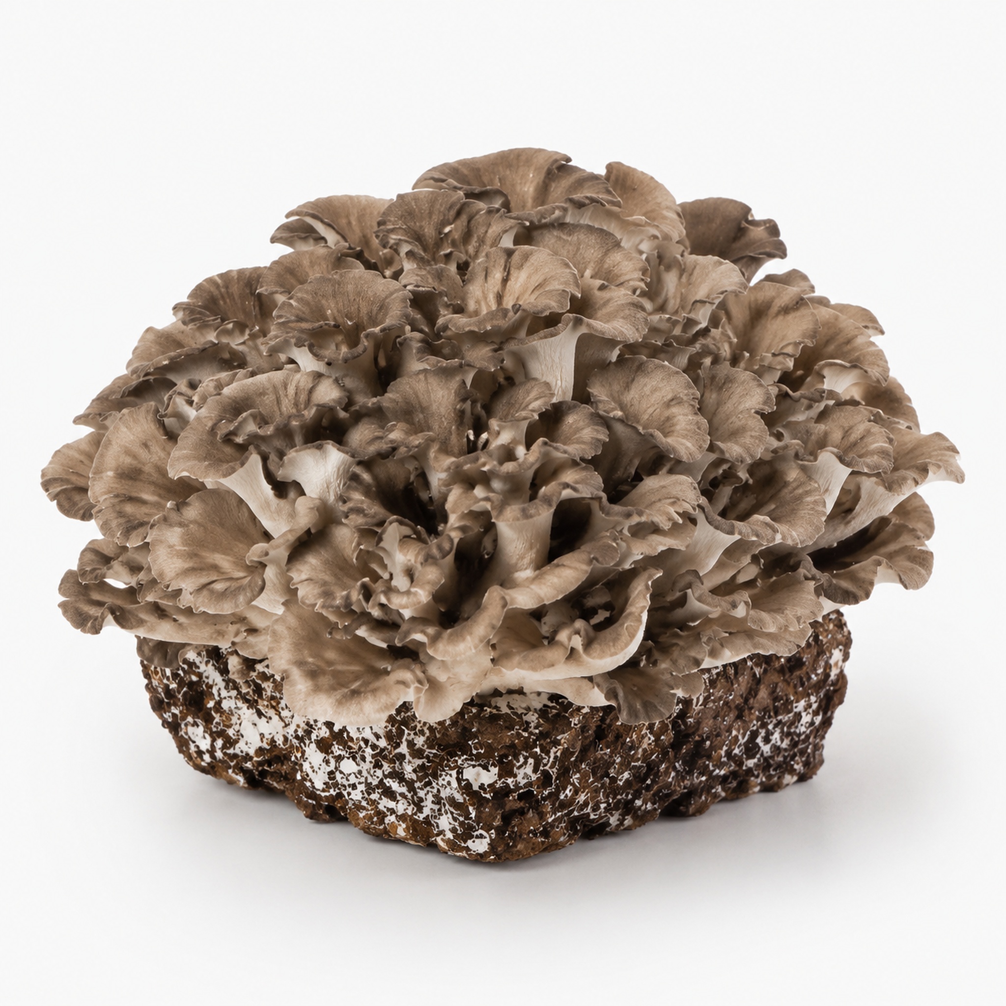 Maitake mushroom