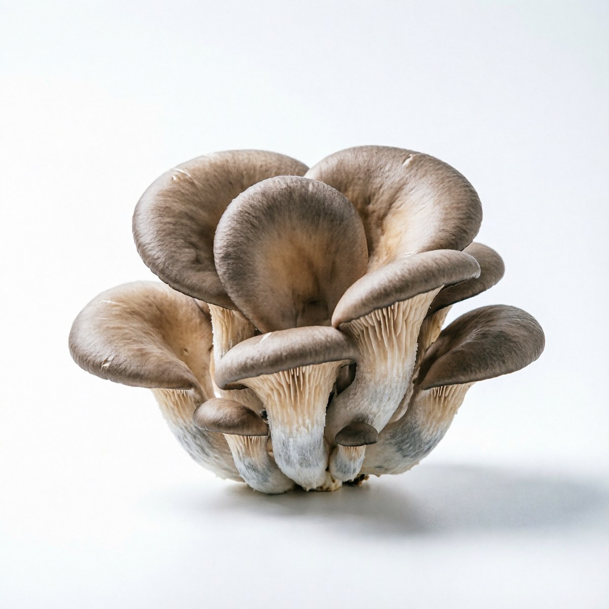 Oyster mushroom