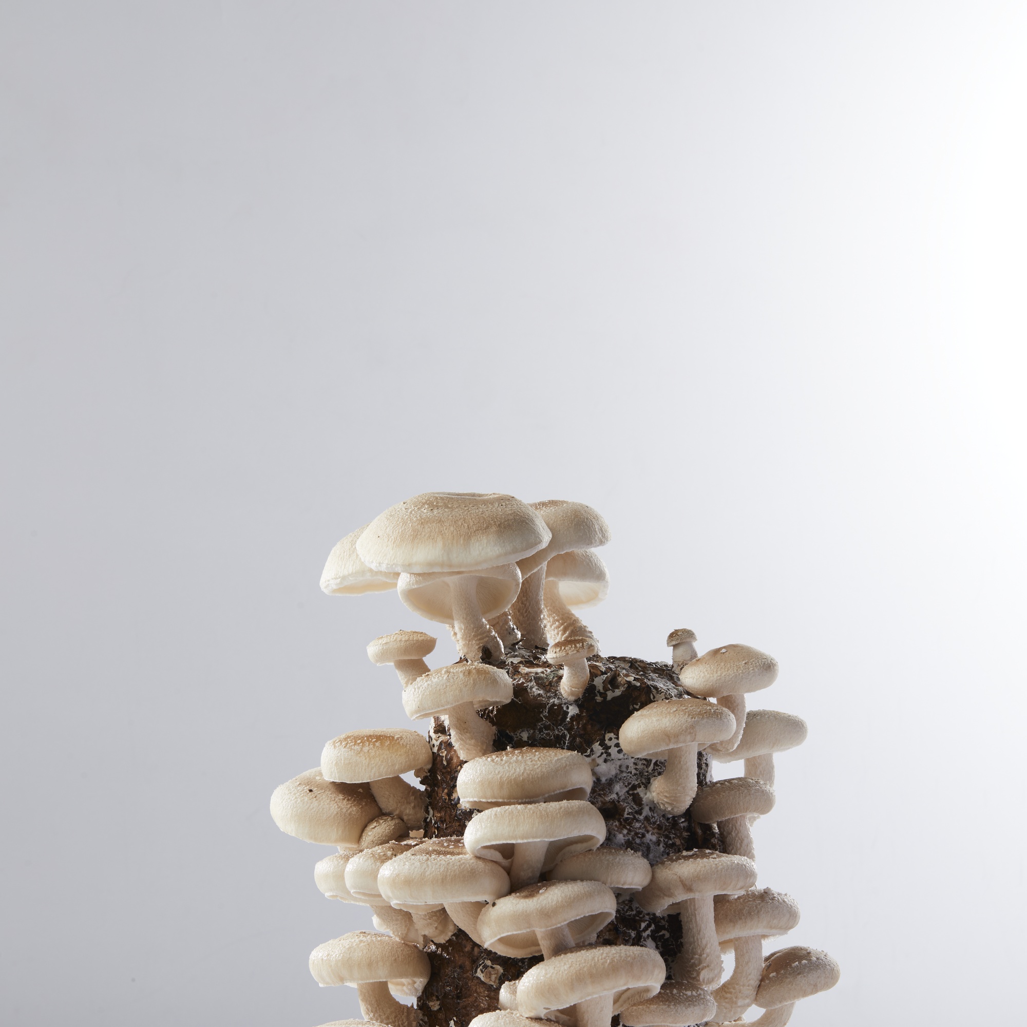 Shiitake mushroom