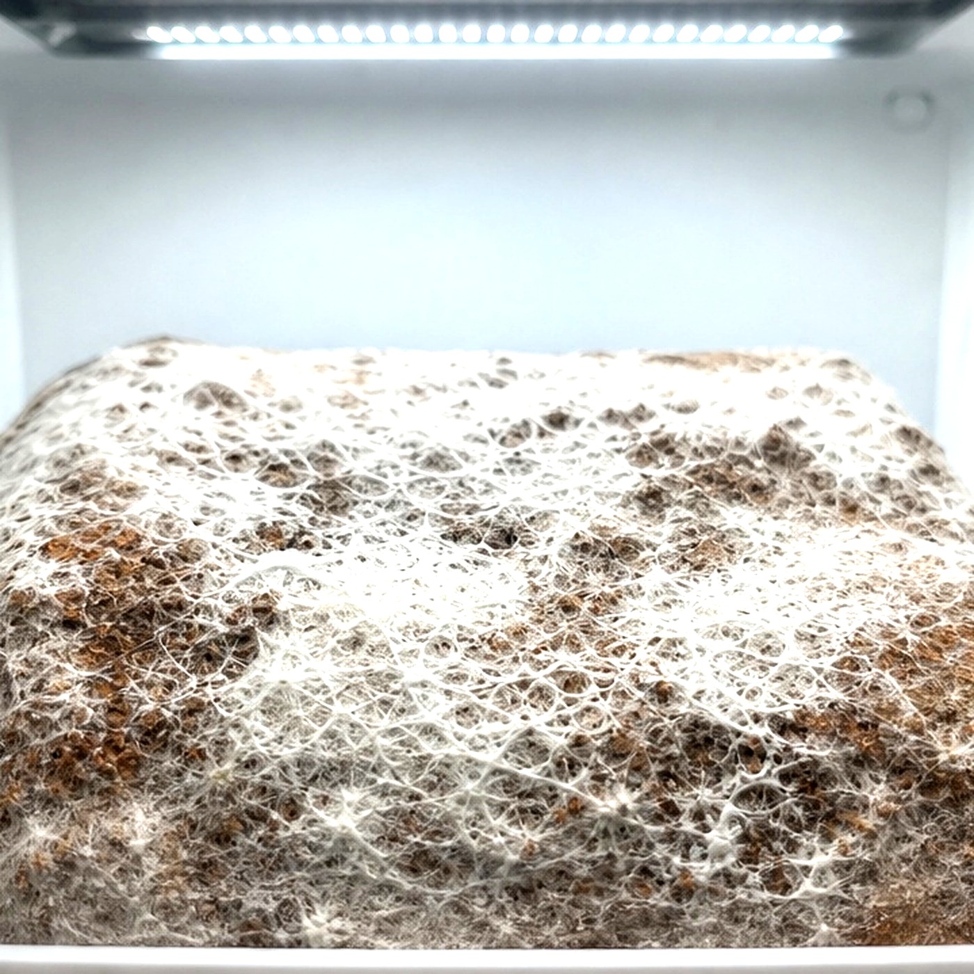 Day 2: Mycelium wakes up