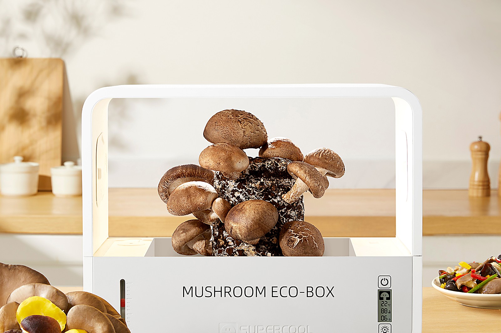 A mushroom farm at dawn